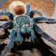 Illustration for article titled We Still Dont Know Why the Heck There Are So Many Blue Tarantulas